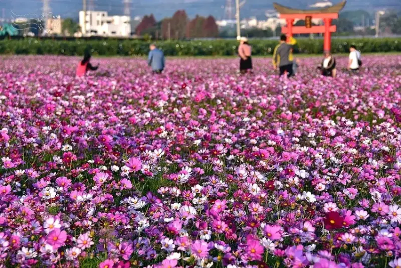 彰化田中【望高瞭花海季】