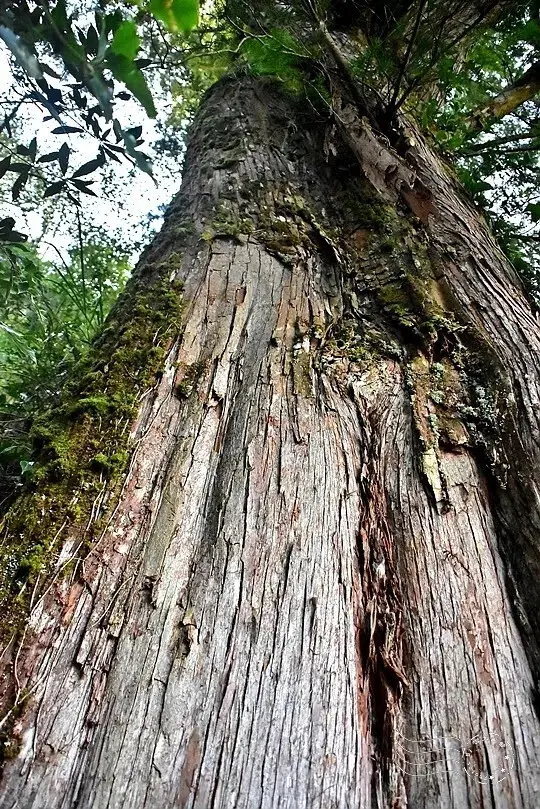 檜山巨木群步道