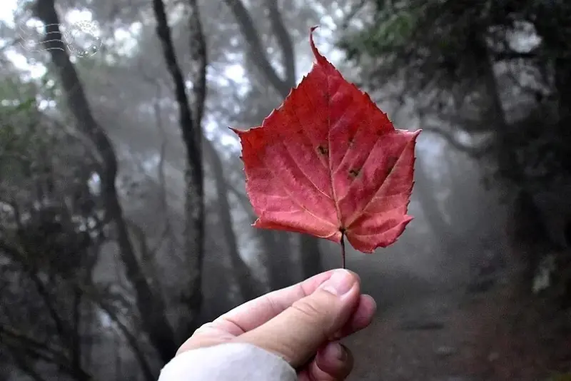 檜山巨木群步道