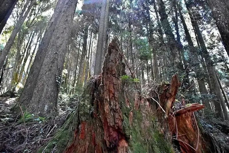 檜山巨木群步道