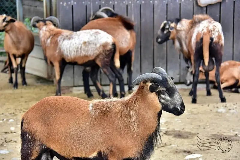 台開心農場:喀麥隆綿羊