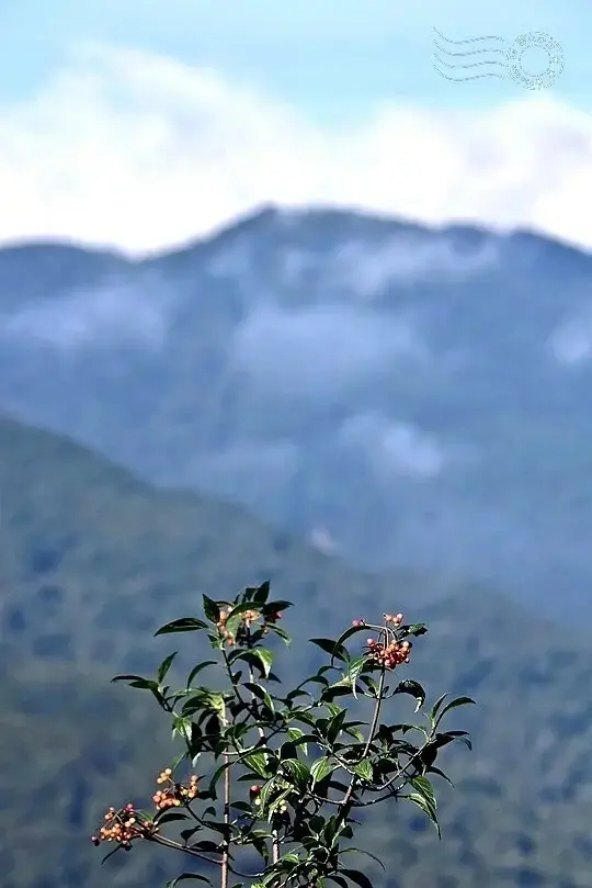 檜山巨木群步道