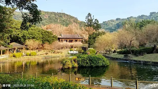 2025臺北士林至善園，梅花1/21即時現況🌸｜2025原住