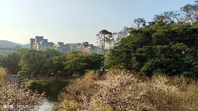 2025臺北士林至善園，梅花1/21即時現況🌸｜2025原住