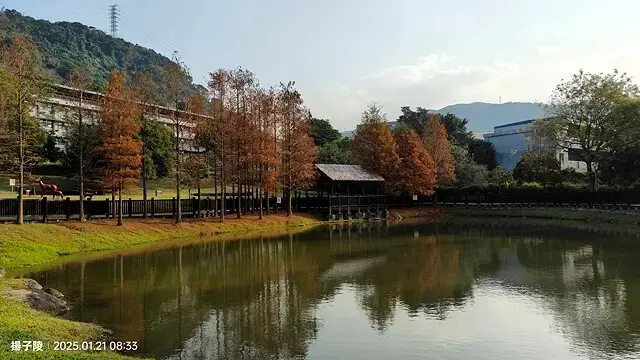 2025臺北士林至善園，梅花1/21即時現況🌸｜2025原住