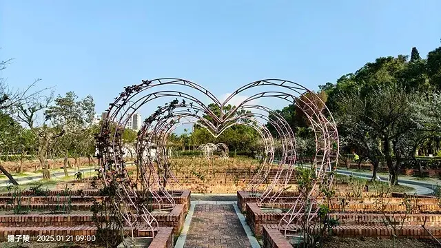 2025士林官邸公園，梅花1/21即時現況🌸｜2025台北士