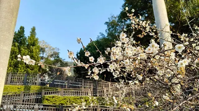 2025臺北士林至善園，梅花1/21即時現況🌸｜2025原住