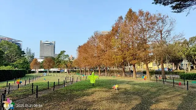 2025士林官邸公園，梅花1/21即時現況🌸｜2025台北士