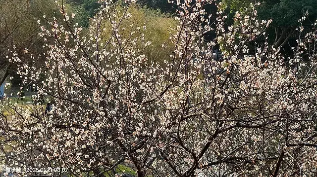 2025臺北士林至善園，梅花1/21即時現況🌸｜2025原住