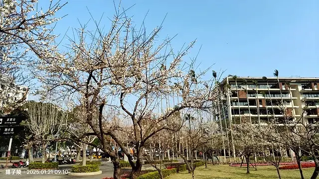 2025士林官邸公園，梅花1/21即時現況🌸｜2025台北士