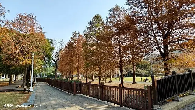 2025士林官邸公園，梅花1/21即時現況🌸｜2025台北士