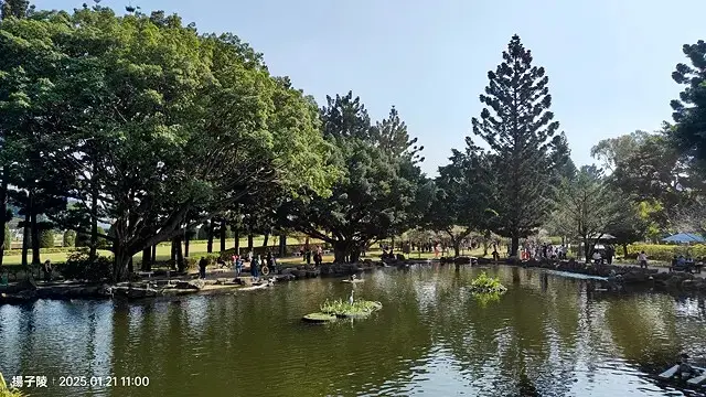 2025台北士林、雙溪公園，梅花1/21即時現況🌸｜2025