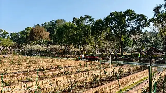 2025士林官邸公園，梅花1/21即時現況🌸｜2025台北士