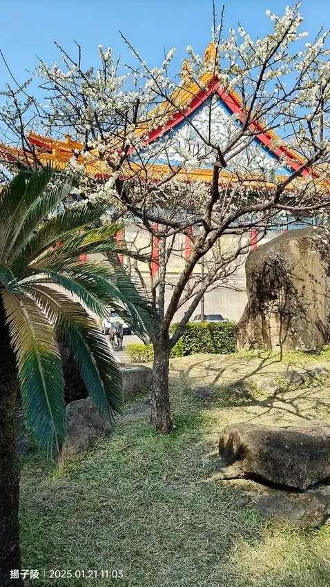 2025台北士林、雙溪公園，梅花1/21即時現況🌸｜2025