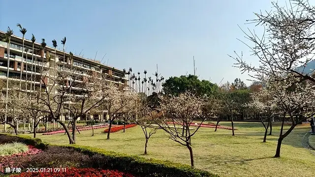 2025士林官邸公園，梅花1/21即時現況🌸｜2025台北士