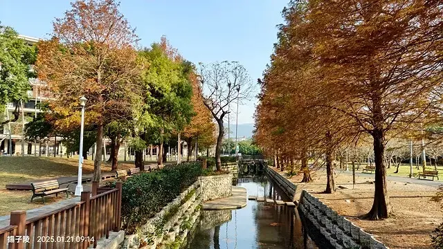 2025士林官邸公園，梅花1/21即時現況🌸｜2025台北士