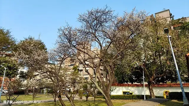 2025臺北士林至善園，梅花1/21即時現況🌸｜2025原住