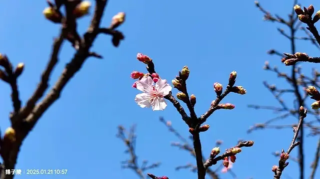 2025台北士林、雙溪公園，梅花1/21即時現況🌸｜2025