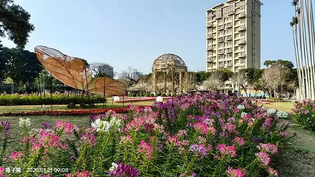 2025士林官邸公園，梅花1/21即時現況🌸｜2025台北士