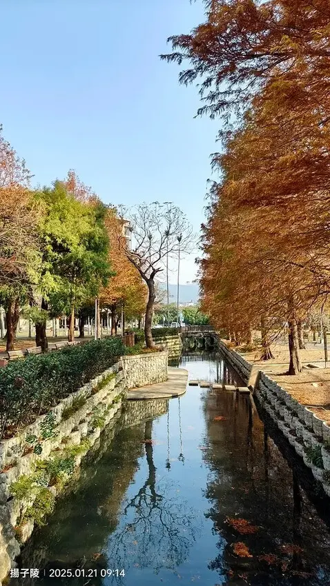 2025士林官邸公園，梅花1/21即時現況🌸｜2025台北士