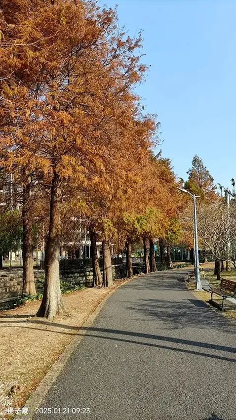 2025士林官邸公園，梅花1/21即時現況🌸｜2025台北士