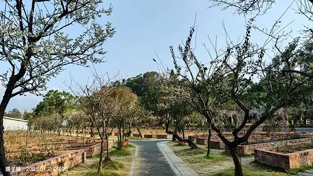 2025士林官邸公園，梅花1/21即時現況🌸｜2025台北士