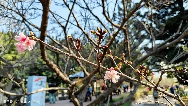 2025台北士林、雙溪公園，梅花1/21即時現況🌸｜2025