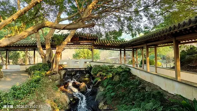 2025臺北士林至善園，梅花1/21即時現況🌸｜2025原住