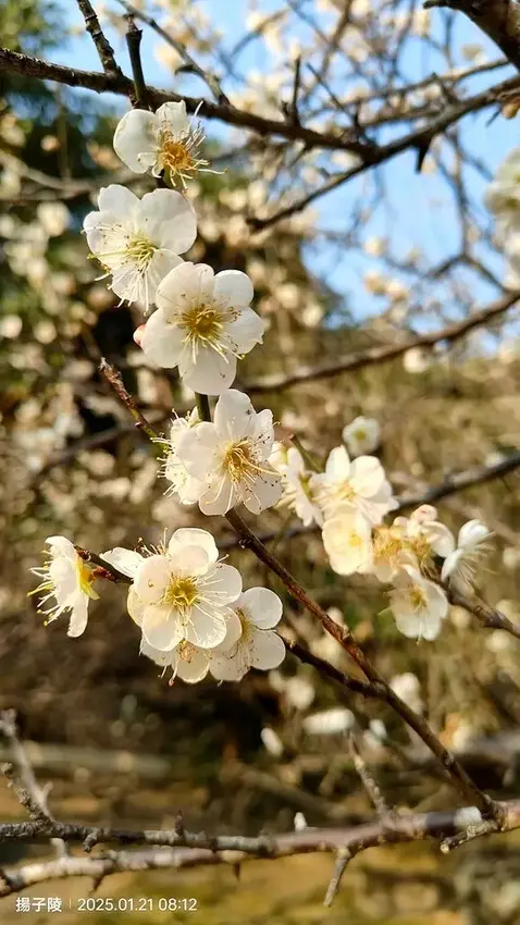 2025臺北士林至善園，梅花1/21即時現況🌸｜2025原住