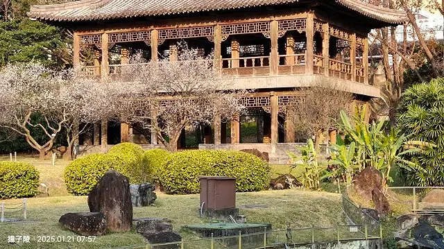 2025臺北士林至善園，梅花1/21即時現況🌸｜2025原住