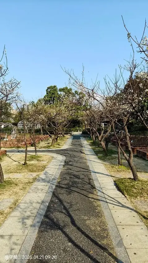 2025士林官邸公園，梅花1/21即時現況🌸｜2025台北士