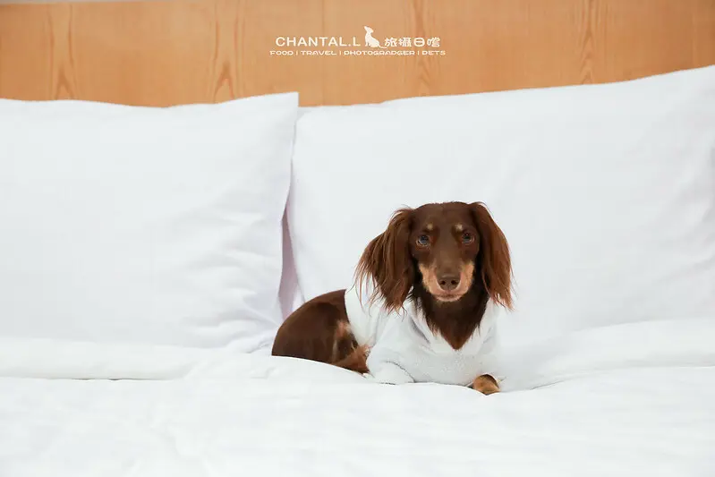 1J6A6235-2拷貝 拷貝