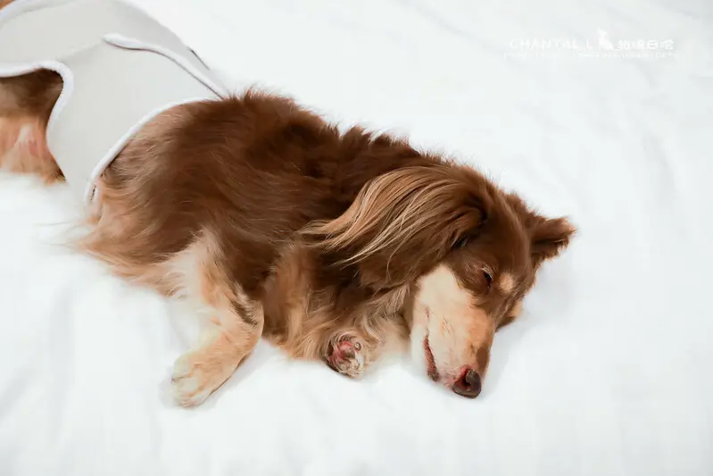 1J6A6244-2拷貝 拷貝