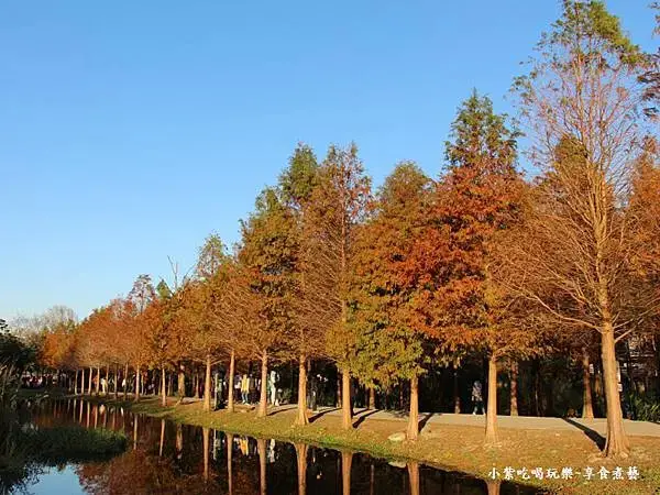 月眉人工生態濕地變色落羽松 (23).jpg