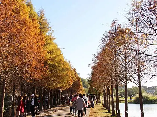 月眉人工生態濕地變色落羽松 (10).jpg