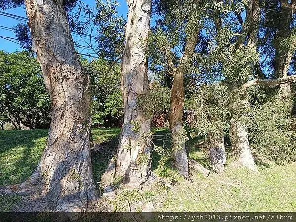 桃園龜山景點／龜山苗圃綠環境生態園區