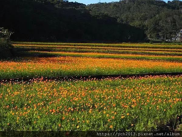 桃園龜山祕境／季節限定／楓樹坑季節休耕賞波斯菊花海