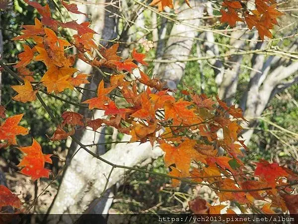 桃園龜山景點／龜山苗圃綠環境生態園區