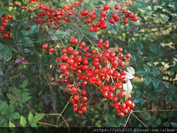 桃園龜山景點／龜山苗圃綠環境生態園區