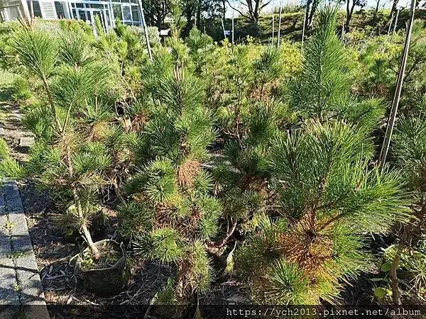 桃園龜山景點／龜山苗圃綠環境生態園區