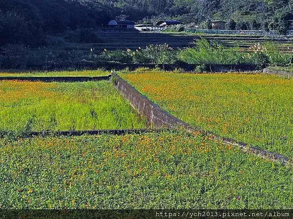 桃園龜山祕境／季節限定／楓樹坑季節休耕賞波斯菊花海