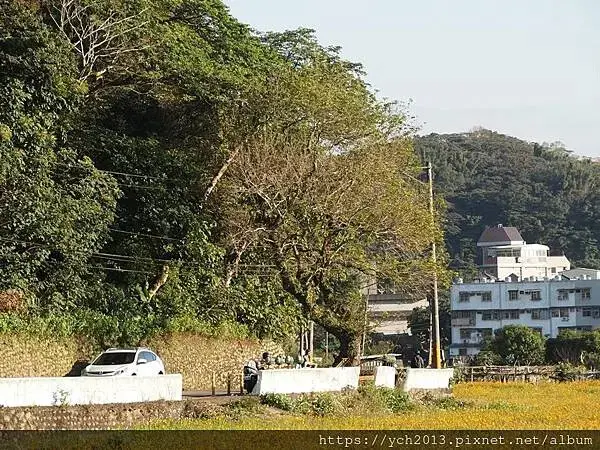 桃園龜山祕境／季節限定／楓樹坑季節休耕賞波斯菊花海