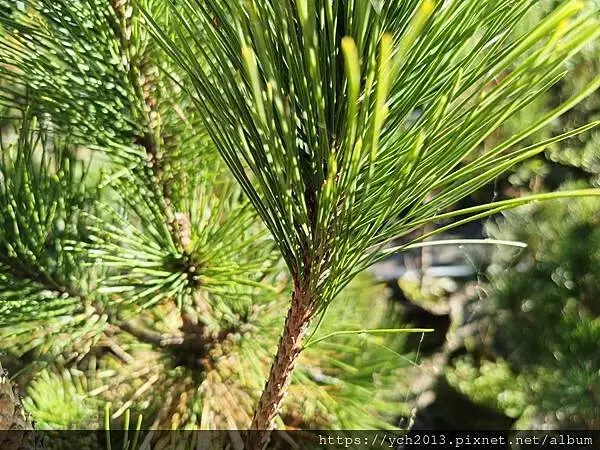 桃園龜山景點／龜山苗圃綠環境生態園區