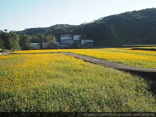 桃園龜山祕境／季節限定／楓樹坑季節休耕賞波斯菊花海
