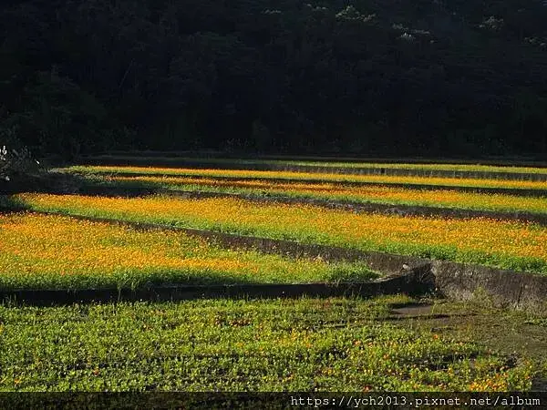 桃園龜山祕境／季節限定／楓樹坑季節休耕賞波斯菊花海