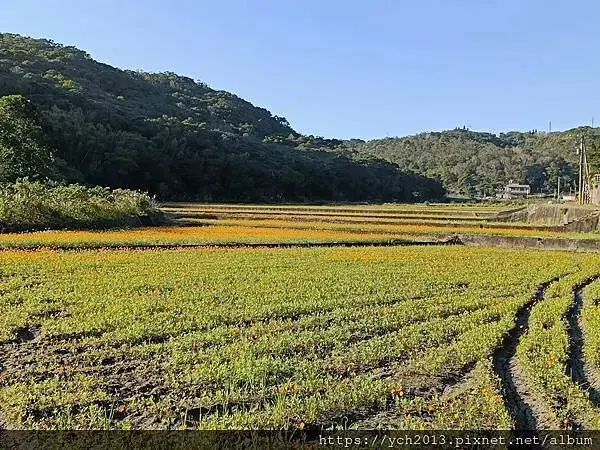 桃園龜山祕境／季節限定／楓樹坑季節休耕賞波斯菊花海