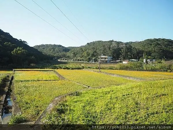 桃園龜山祕境／季節限定／楓樹坑季節休耕賞波斯菊花海