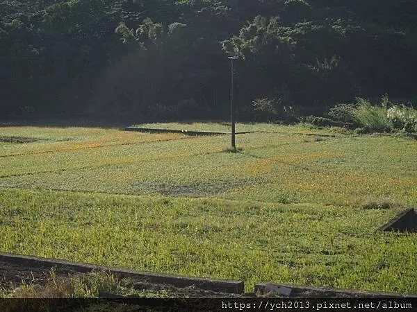 桃園龜山祕境／季節限定／楓樹坑季節休耕賞波斯菊花海