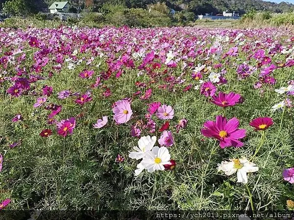 桃園龜山祕境／季節限定／楓樹坑季節休耕賞波斯菊花海