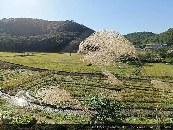 桃園龜山祕境／季節限定／楓樹坑季節休耕賞波斯菊花海